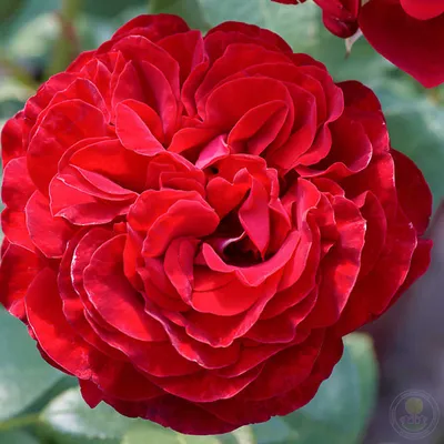 Чайно-гибридные розы - купить саженцы роз в Москве в питомнике недорого,  доставка почтой по всей России | Интернет-магазин Подворье - Страница 9