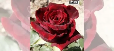 Чайно-гибридные розы купить в Нарышкино | Товары для дома и дачи | Авито