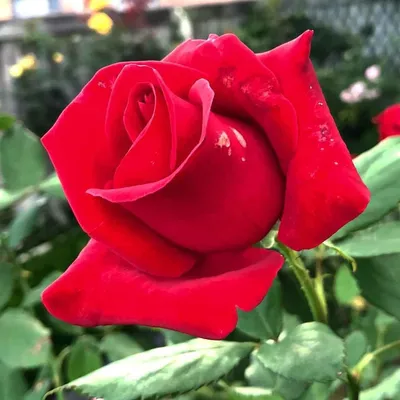 Pin de Rosa Rosa em 1 111 Roses | Rosas vermelhas, Rosa vermelha, Rosas