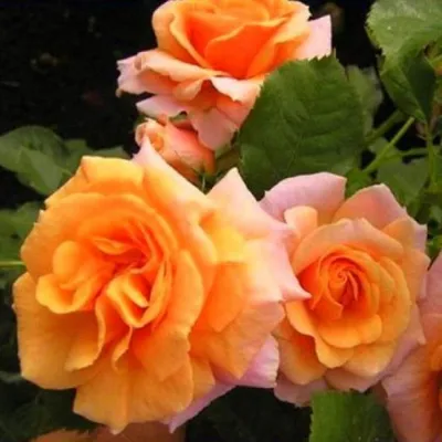🌱 Роза полиантовая Red Orange по цене от 2 700 руб: саженцы - купить в  Москве с доставкой - интернет-магазин Все Сорта
