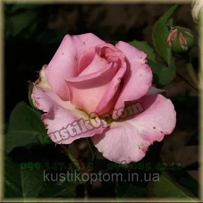 Купить Эшли, Фото и описание роз, Саженцы чайно-гибридных роз в интернет  магазине \"КустикОптом\" саженцы от производителя.