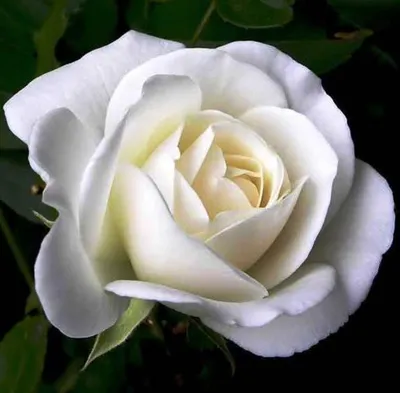 🌱 Роза чайно-гибридная White Naomi по цене от 2 700 руб: саженцы - купить  в Москве с доставкой - интернет-магазин Все Сорта