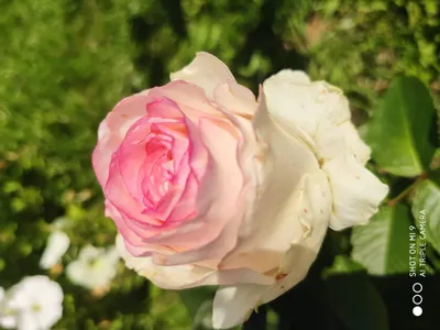 Дольче Вита роза, описание сорта, отзывы, преимущества и недостатки |  РозоЦвет
