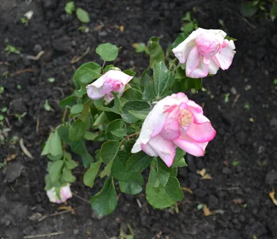 Роза Дольче Вита (Dolce Vita): описание и выращивание | Питомник Зеленые  Ворота