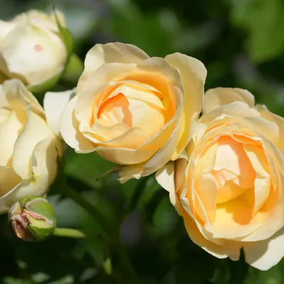 Dolce Vita ® | Rose, gelb, bis 120 cm (Delbard, 2012) | Rosa 'Dolce Vita'  online bestellen