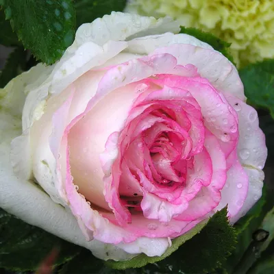 Роза чайно-гибридная Дольче Вита — Рассада цветов и овощей.