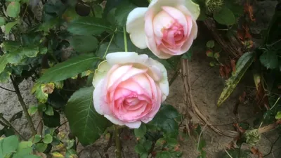 Rose Dolche Vita (Дольче Вита роза) - YouTube