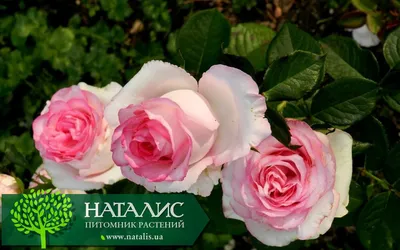 Роза чайно-гибридная 'Dolce Vita' (Дольче Вита) - купить в питомнике  растений НАТАЛИС
