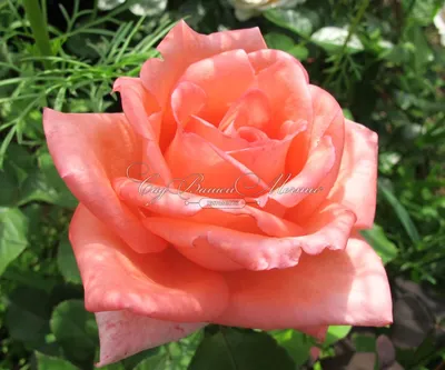 Роза Dolce Vita (Дольче вита) – купить саженцы роз в питомнике в Москве