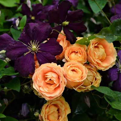 Dolce Vita ® Floribunda Rose – Famous Roses