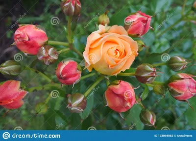 Rose Dolce Vita-Blumenknospen Stockfoto - Bild von schön, form: 133094062