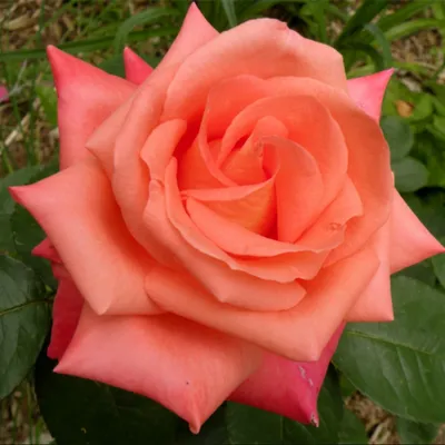 Саженцы чайно-гибридной розы Дольче Вита (Rose Dolce Vita Lex Voom) от  голландской компании Lex Voom, цена 75 грн — Prom.ua (ID#1313291556)