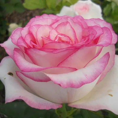 Чайно-гибридная роза Дольче Витa. Dolce Vita rose для оптовых и розничных  продаж. | PLANTE.md