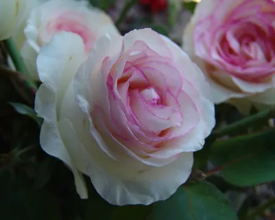 Rose Dolce Vita ®: Lubera.de
