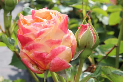 Саженцы Чайно гибридной розы Сорта Дольче Вита (Dolce Vita) - Розы Почтой 23
