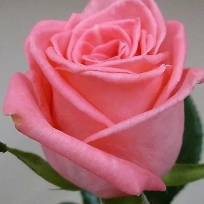 Дольче Вита+ (Dolce Vita+) Дольче Вита купить саженцы роз весна кусты роз  почтой