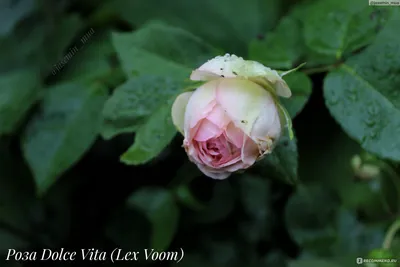 Роза Дольче Вита (Dolce Vita): описание и выращивание | Питомник Зеленые  Ворота