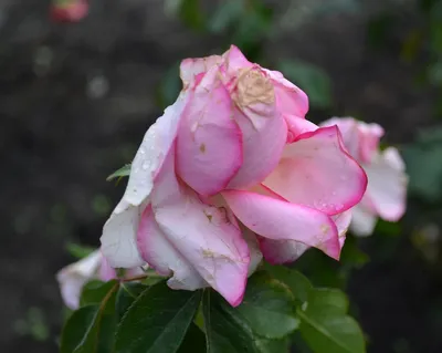 Роза Dolce Vita (Дольче вита) – купить саженцы роз в питомнике в Москве
