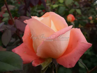 Купить саженцы розы Дольче Вита 2000 - Gardenson