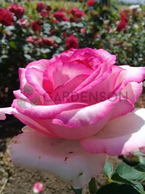 Роза Дольче Вита+ (Dolce Vita+). rozapochtoi.ru. - YouTube | Розы, Цветок,  Розовые оттенки