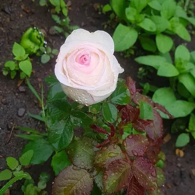 Роза Дольче Вита +...Еще одна срезочная роза моего сада. | Цветочная  Рапсодия | Дзен