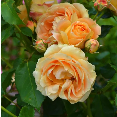 Роза флорибунда Дольче Вита с доставкой! 🌱 [810022]