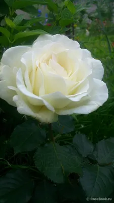 Роза ирина фото