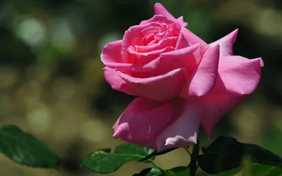 Самые прекрасные розы - 69 фото