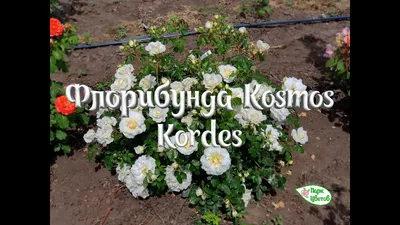 Rose Kosmos (Fairy Tale) - YouTube