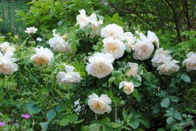 Роза флорибунда Космос (Rose floribunda Kosmos) - описание сорта, фото,  саженцы, посадка, особенности ухода. Дачная энциклопедия.