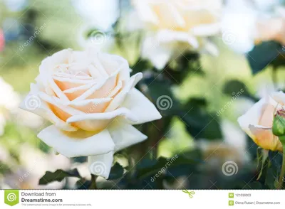 Картина \"Космические розы\". Красные розы, космос – купить на Ярмарке  Мастеров – OGRCCRU | Картины, Самара