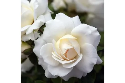 Роза Космос подарок вечная роза цветок подарочная коробка для вечеринки  день рождения День матери День святого Валентина подруга Новогодние  рождественские подарки - купить по выгодной цене | AliExpress