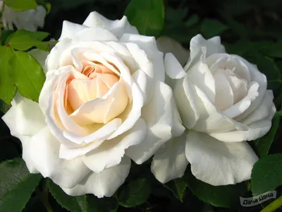 Роза флорибунда Космос (Rose floribunda Kosmos) - описание сорта, фото,  саженцы, посадка, особенности ухода. Дачная энциклопедия.