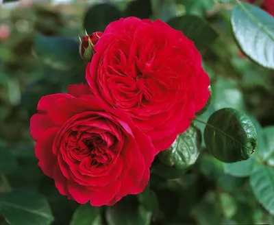 Ред Леонардо да Винчи (Red Leonardo da Vinci ) купить розы в воронеже