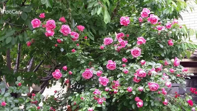 Роза Leonardo da Vinci(Meilland) в моём саду. - YouTube