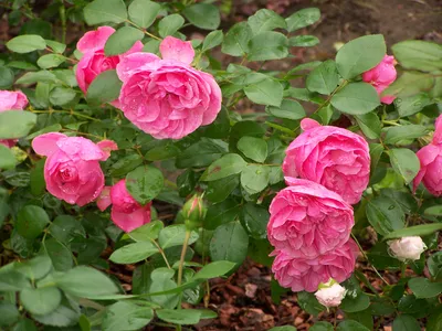 Роза имени Леонардо да Винчи | Садовое обозрение/Garden review