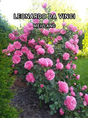 Лучшие сорта роз. ТОП-5 в моем саду. Леонардо до Винчи | miliy_buketik2 |  Дзен
