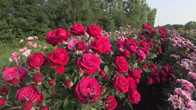 Первое цветение розы Ред Леонардо да Винчи! Питомник Тимофей. | Розы,  Цветение, Цветы