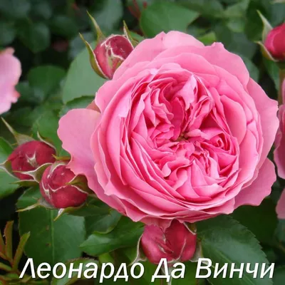 Роза Леонардо да винчи фл - Каталог - Sadko-Plant.ru