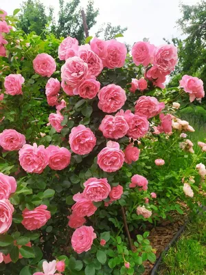 Лучшие сорта роз. ТОП-5 в моем саду. Леонардо до Винчи | miliy_buketik2 |  Дзен