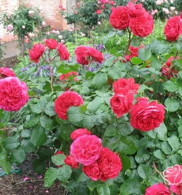 Саженцы розы Ред Леонардо Давинчи, цена 95 грн — Prom.ua (ID#1546203605)