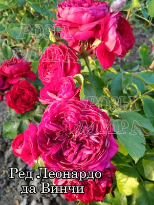 Купить розу флорибунда Ред Леонардо да Винчи | розы мира