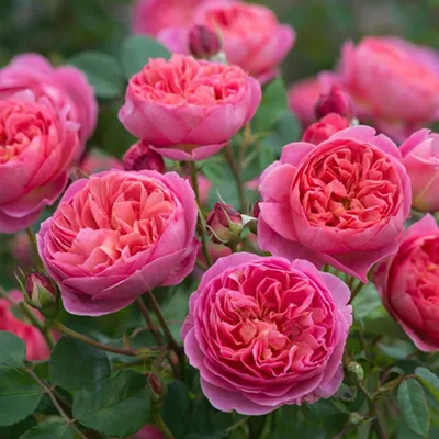 Роза парковая \"Leonardo da Vinci\" (Леонардо Да Винчи) – купить саженцы. Роза  парковая арт. БМ0006254 в садовом центре «Botanic Market». Товар имеется в  наличии