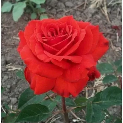 Роза чайно гибридная Корвет - 72 фото