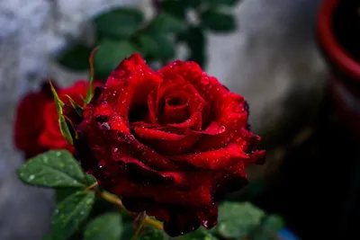 Литка | Саженцы роз от Бандурина