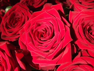 Роза Ред Каскад купить саженцы, описание сорта | Бахмутский питомник