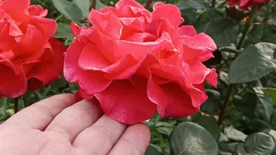 Роза литке (75 фото) »