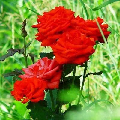 Роза литке - 37 фото