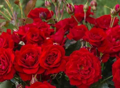 Красные розы самые красивые - 77 фото