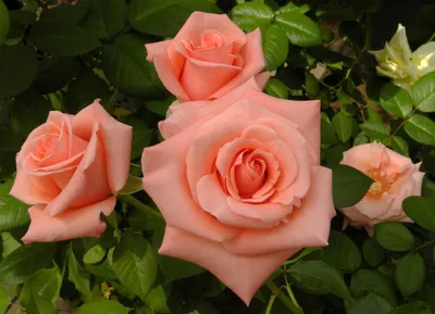 Сорт розы вуду (76 фото) »